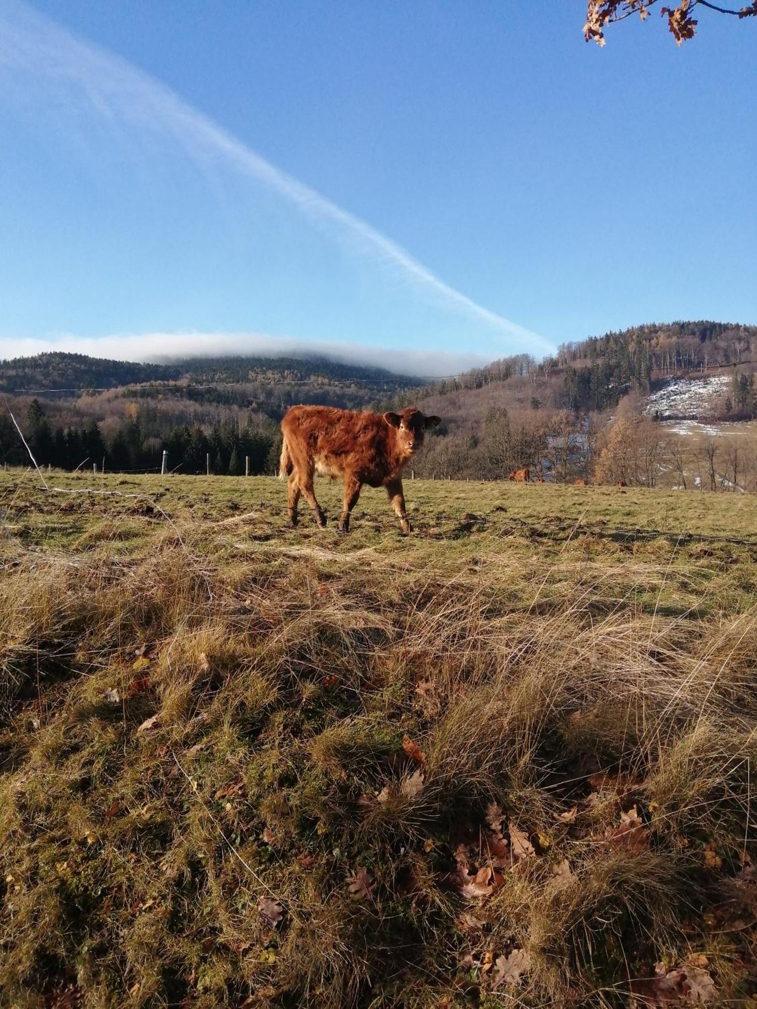 Domek W Gorach Sowich Pieszyce Exteriér fotografie
