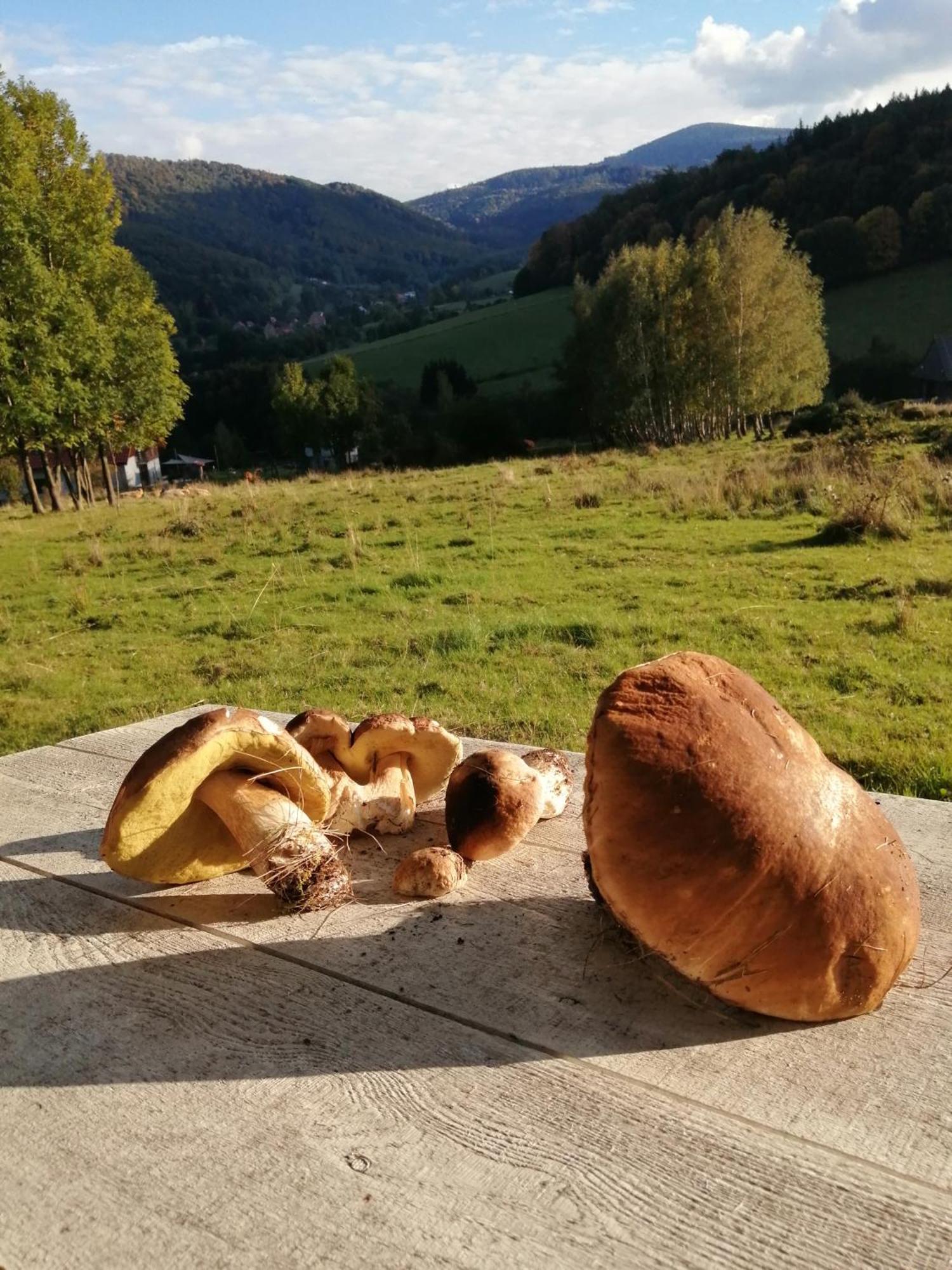 Domek W Gorach Sowich Pieszyce Exteriér fotografie